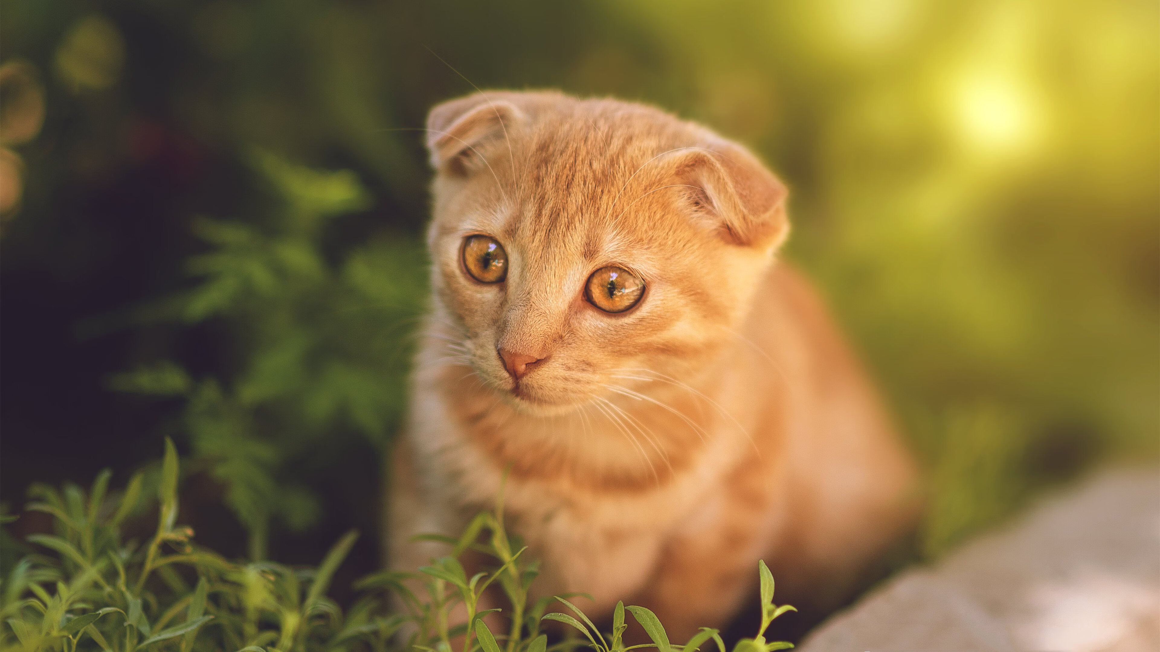 巴斯托尼的攻防交响曲,当奥地利对阵希腊,足球艺术如何在后卫脚下奏鸣