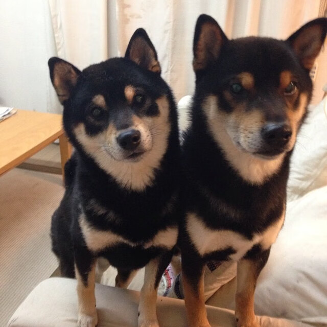 爱游戏官方-巨盾破利剑，霍勒迪封锁双枪，猛龙窒息战术制霸勇士